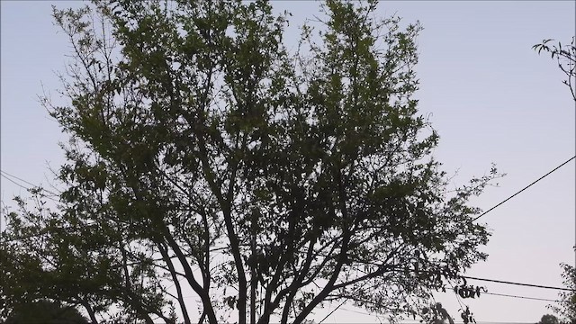 juvelblomsterfugl - ML644647753