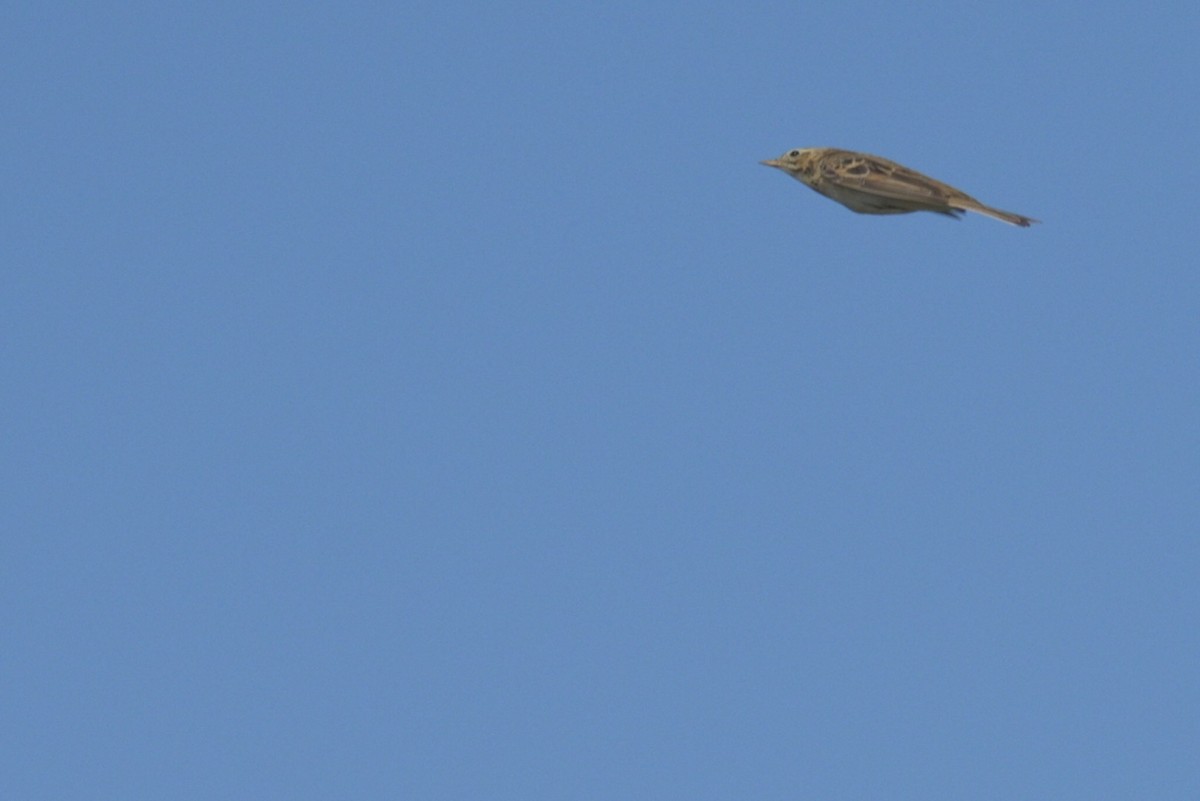 Степной конёк - ML644647754