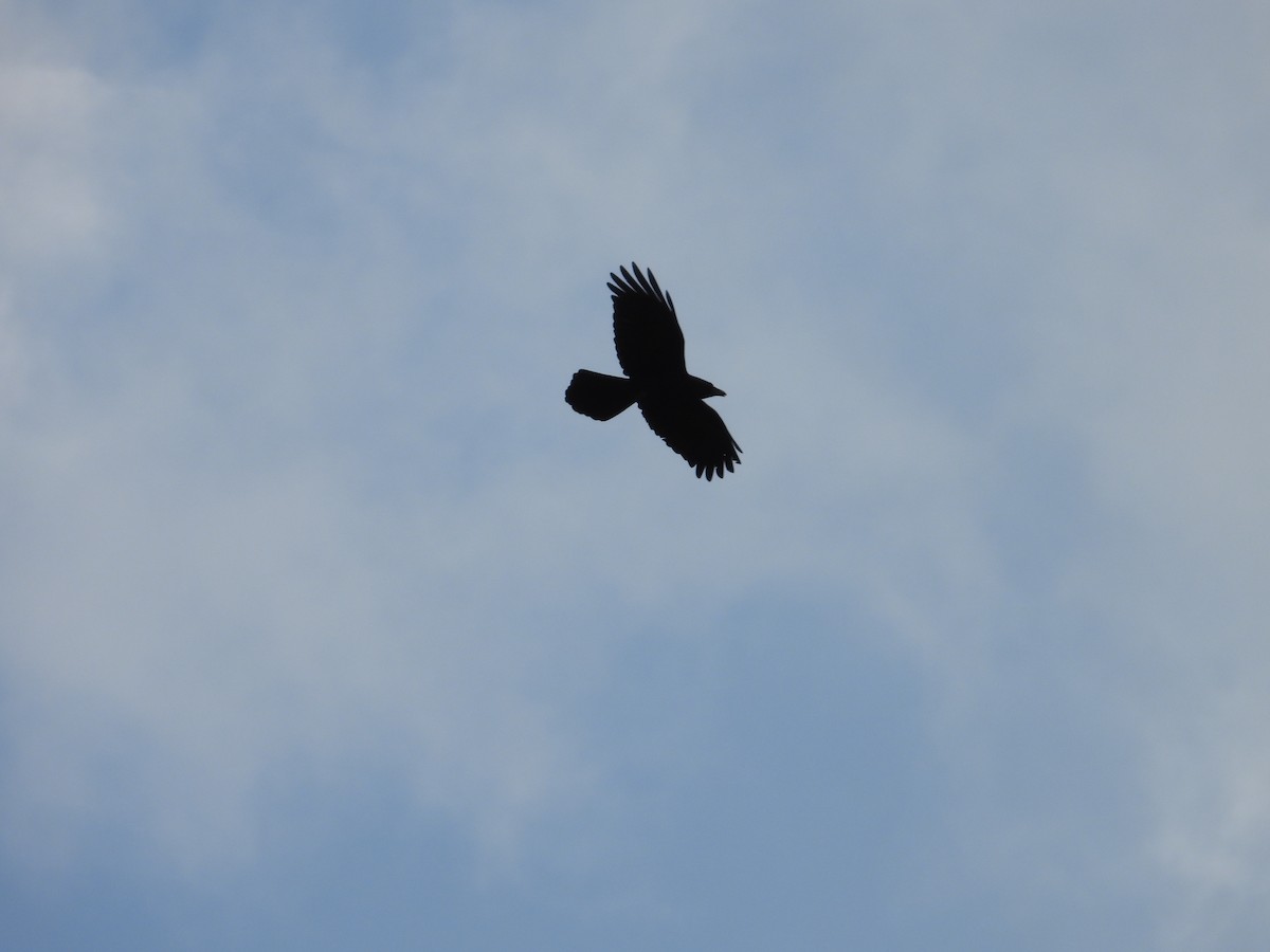 Common Raven - ML644647758