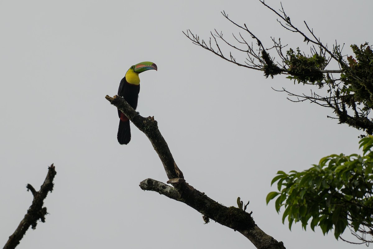 Keel-billed Toucan - ML644647763