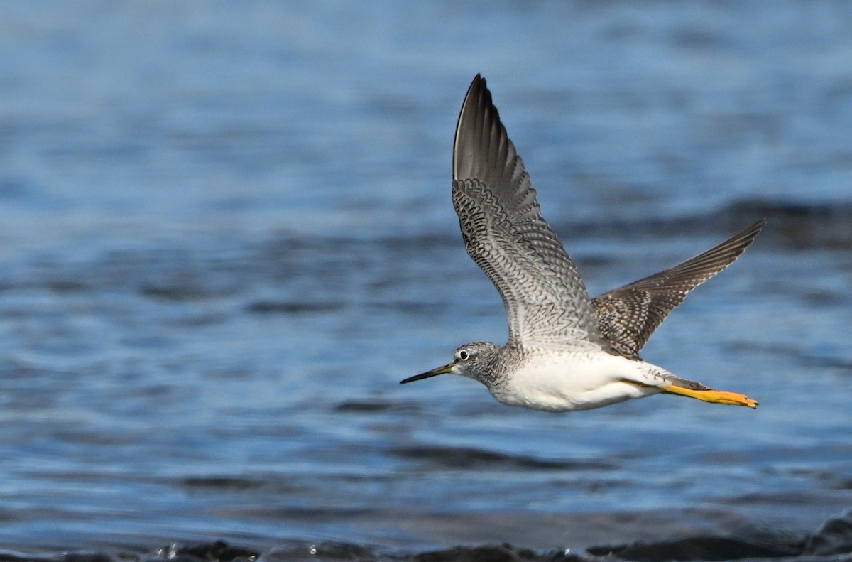 plystresnipe - ML644647766