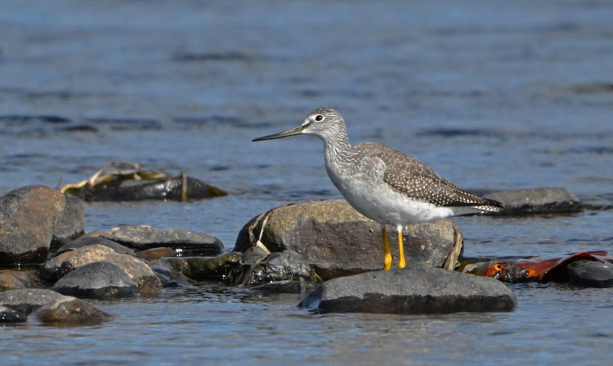 plystresnipe - ML644647767