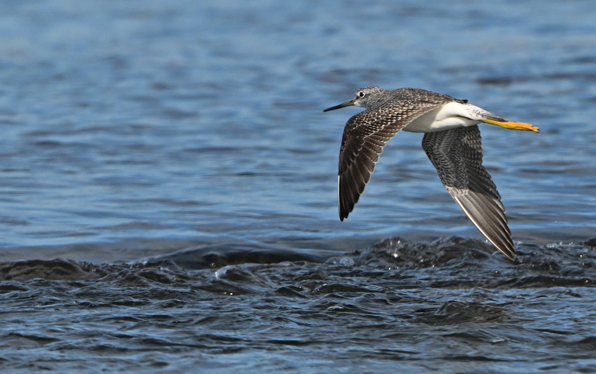 plystresnipe - ML644647770