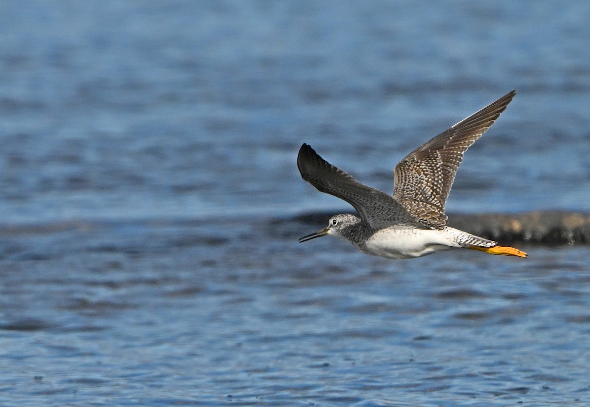 plystresnipe - ML644647771