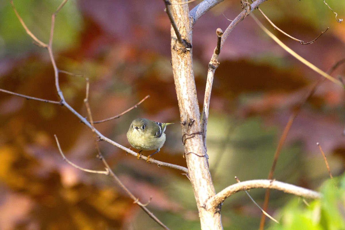 králíček americký - ML644647777