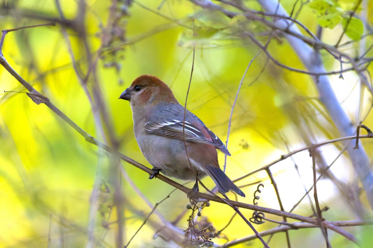 Pine Grosbeak - ML644647780
