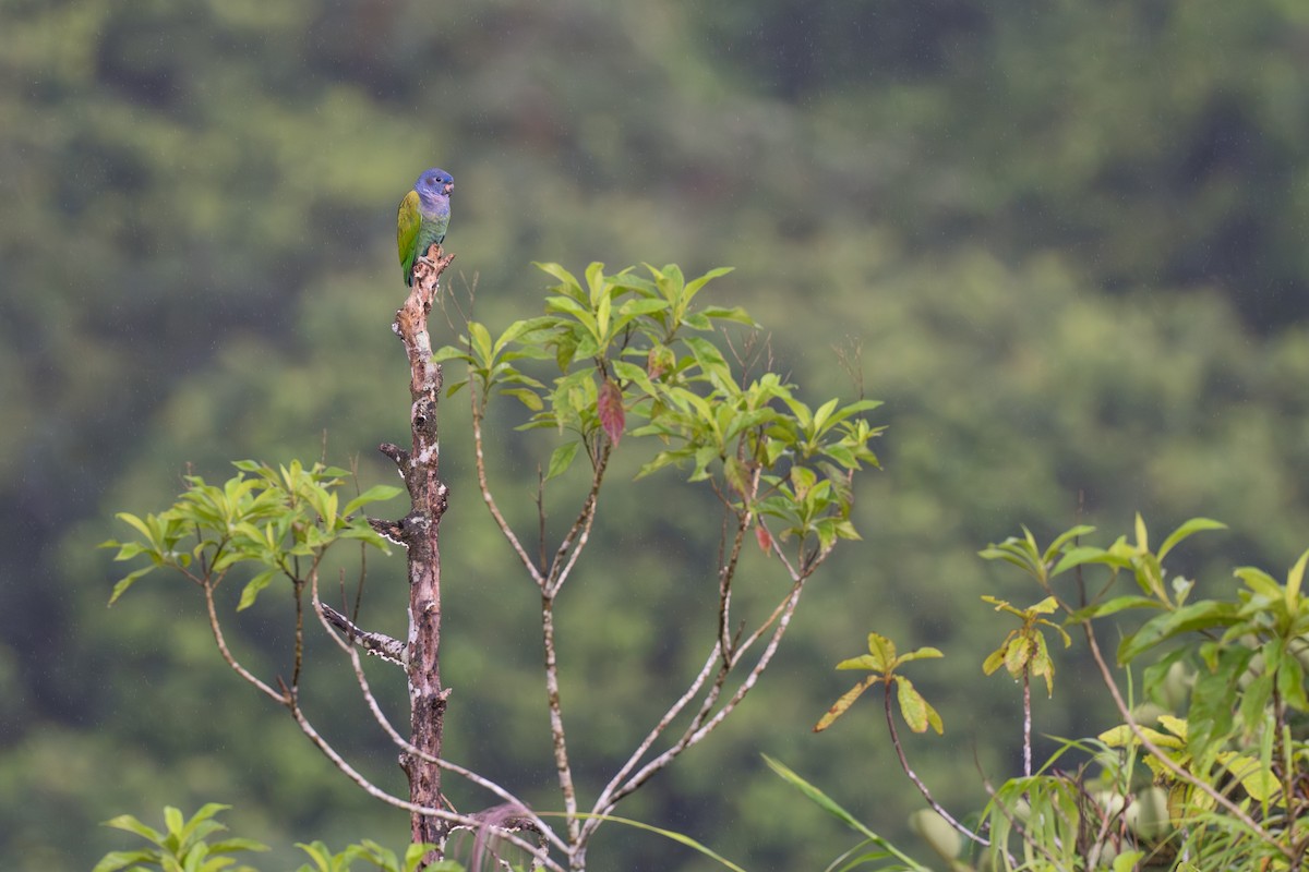 blåhodepapegøye - ML644647784