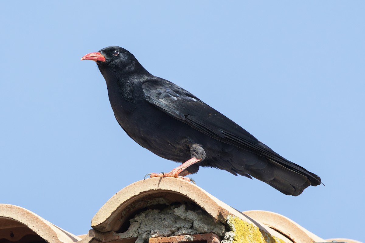 alpekråke - ML644647789