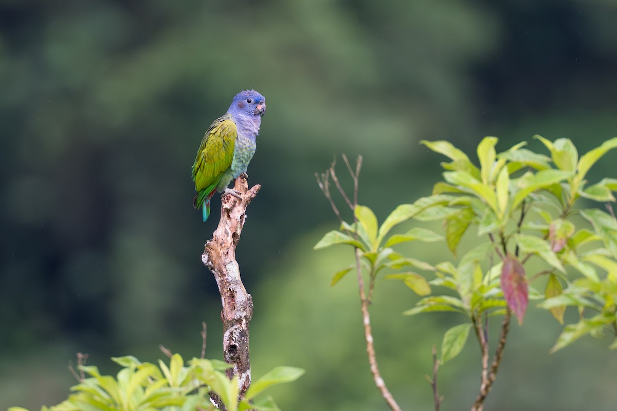 blåhodepapegøye - ML644647790