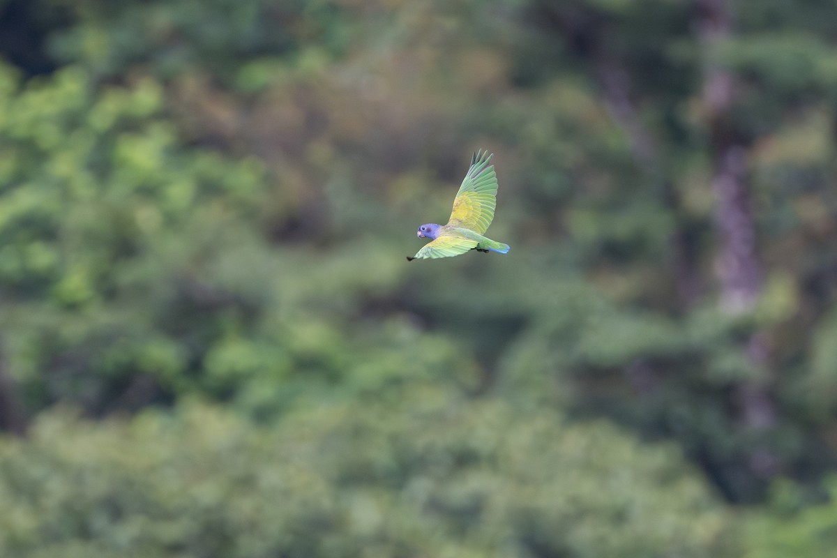 blåhodepapegøye - ML644647791