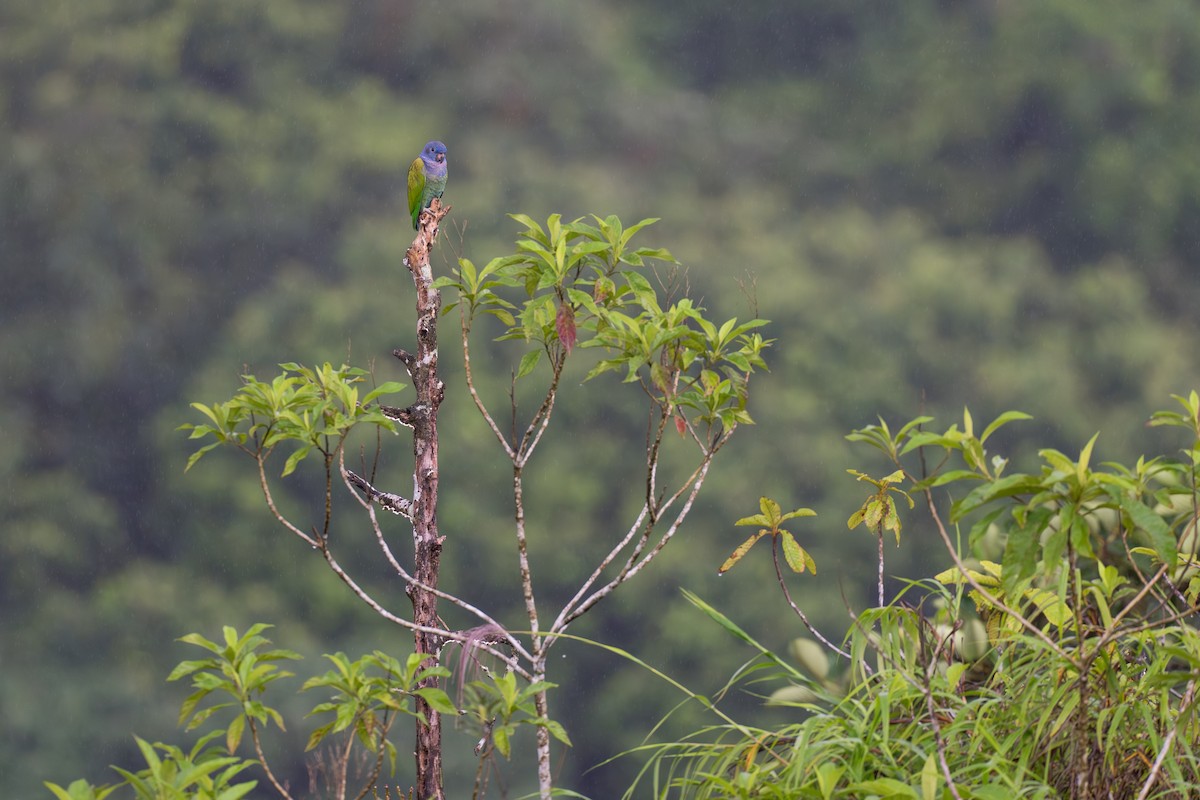 blåhodepapegøye - ML644647792