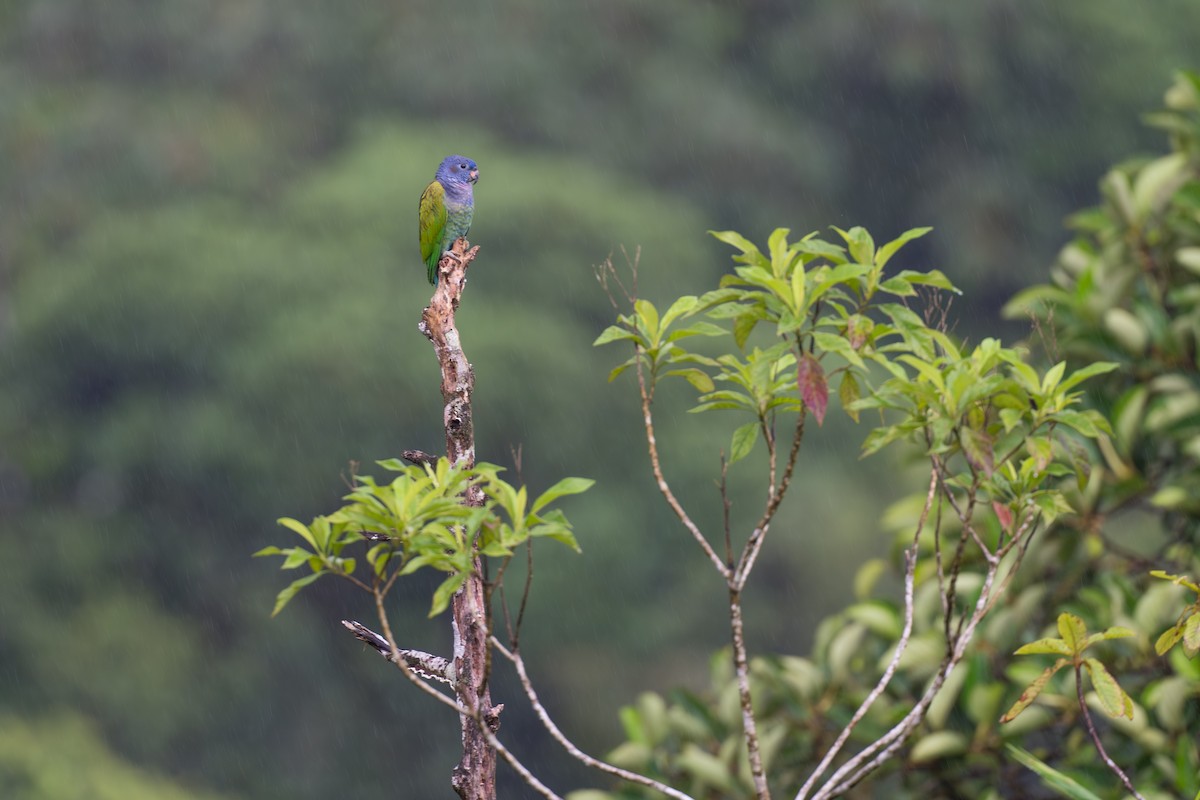 blåhodepapegøye - ML644647793