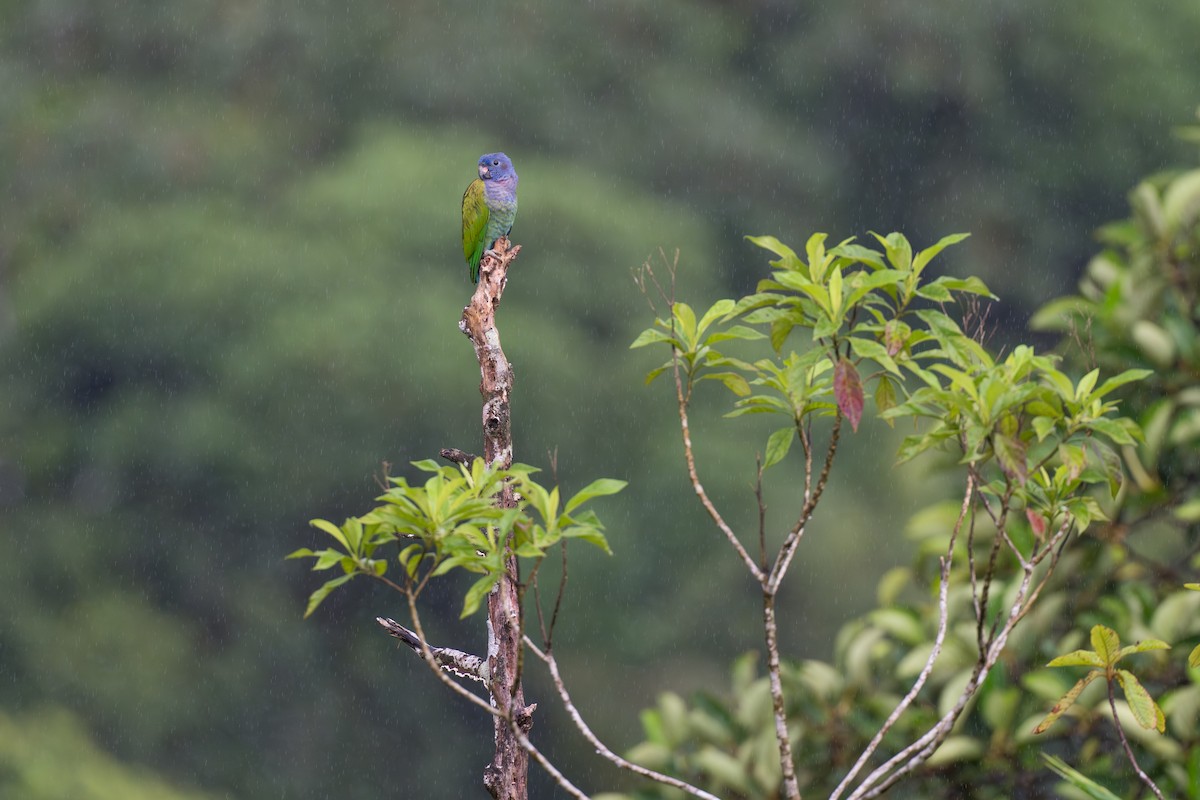 blåhodepapegøye - ML644647794