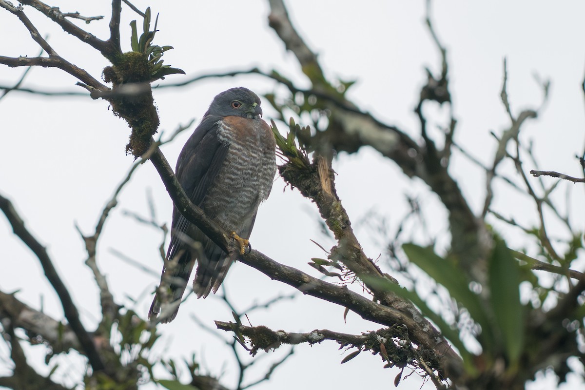 tannglente - ML644647800