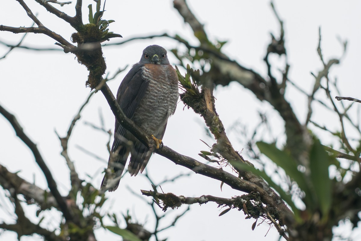 tannglente - ML644647801