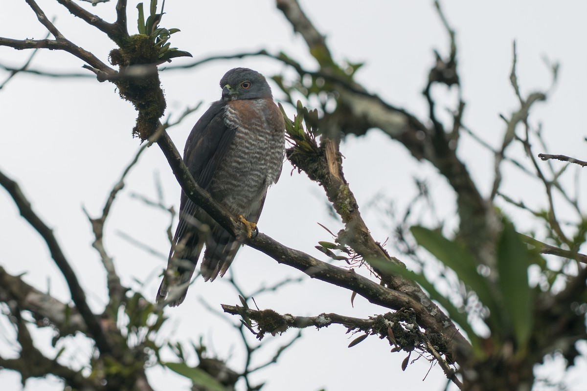 tannglente - ML644647802