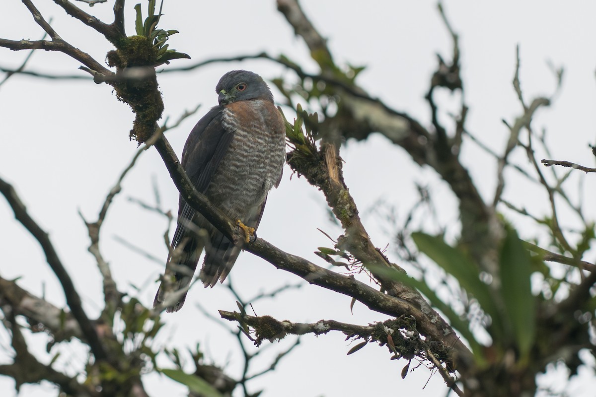 tannglente - ML644647803