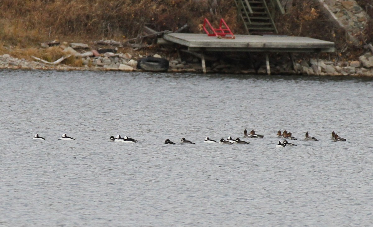 bøffeland - ML644647805