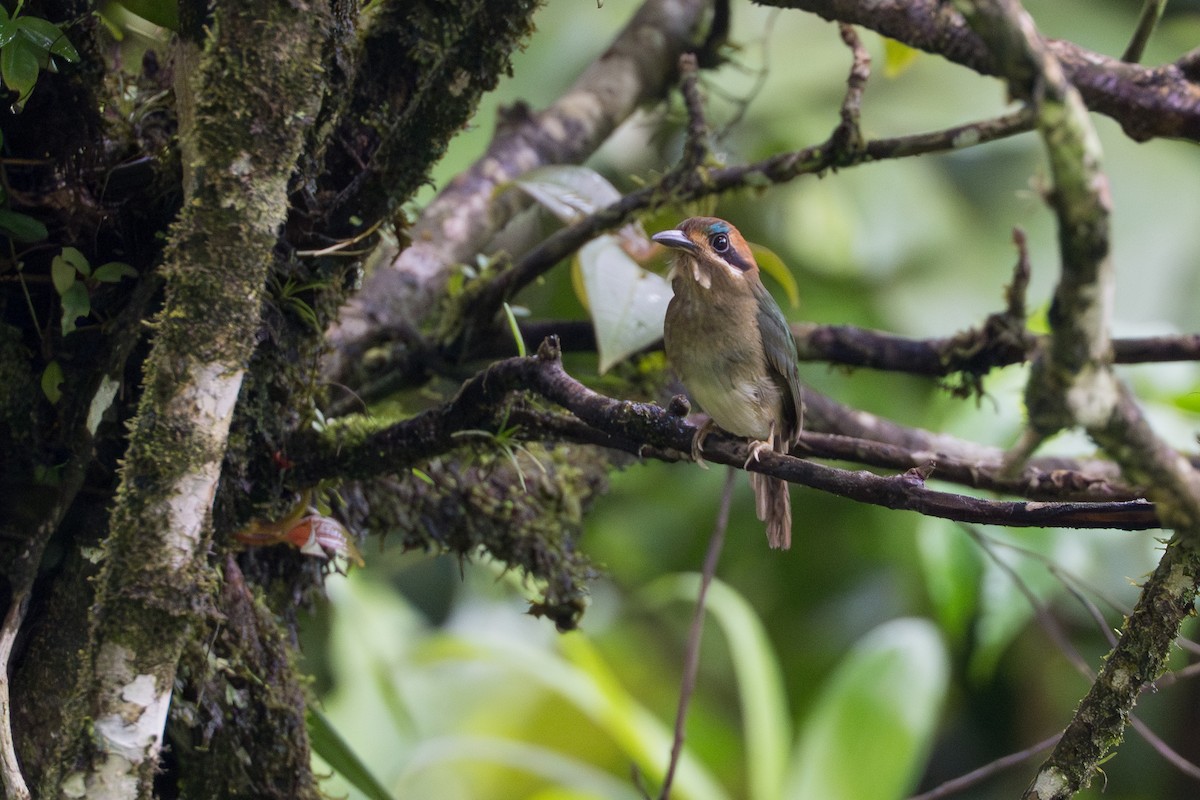 dvergmotmot - ML644647807