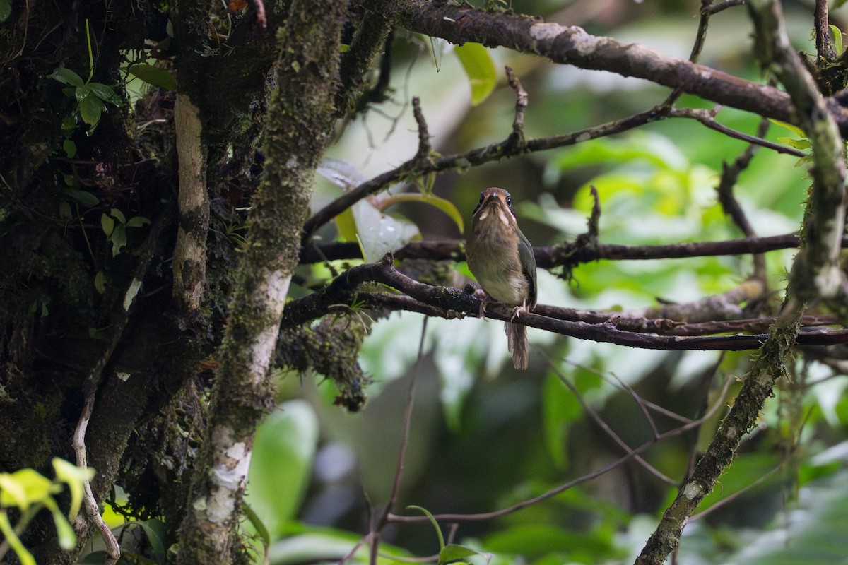 dvergmotmot - ML644647808