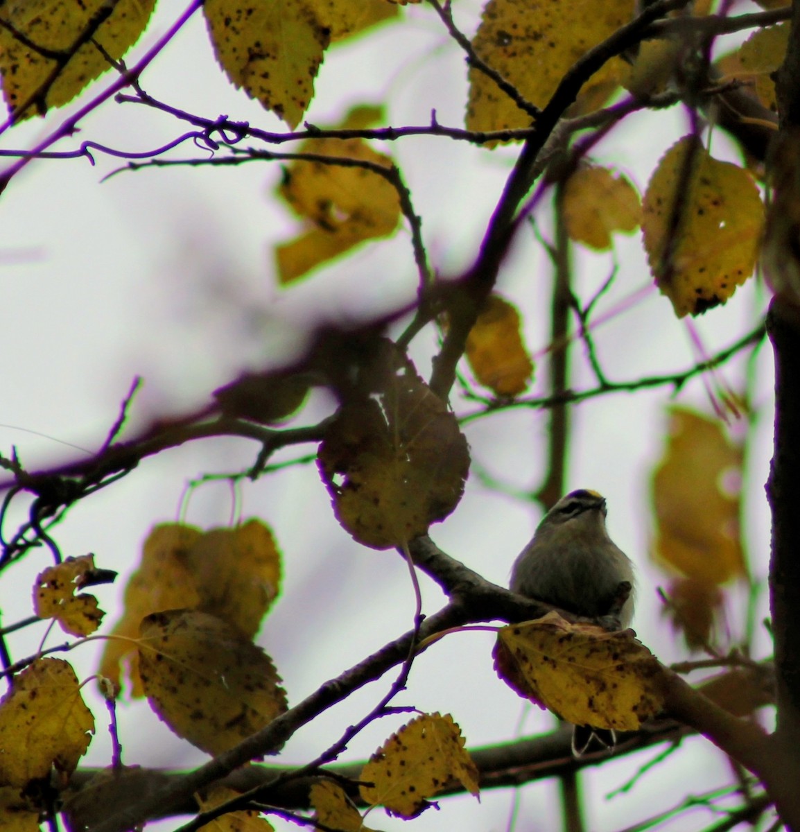 ildkronefuglekonge - ML644647810