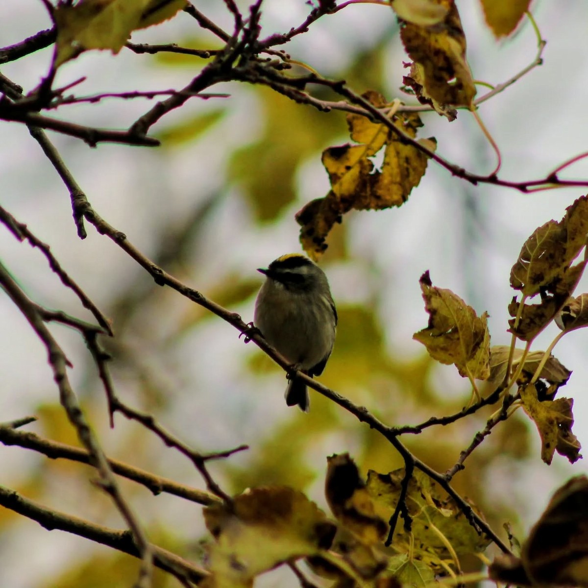 ildkronefuglekonge - ML644647811