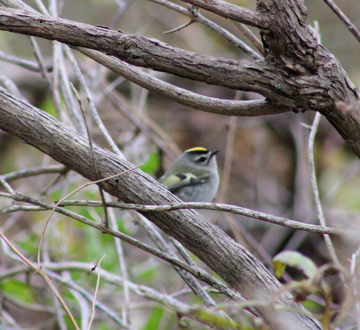 ildkronefuglekonge - ML644647812