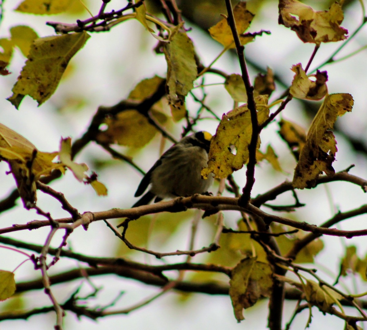 ildkronefuglekonge - ML644647813