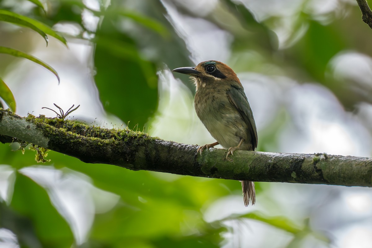 dvergmotmot - ML644647814