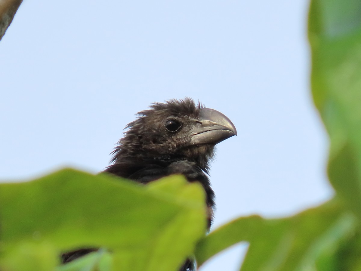 glattnebbani - ML644647817