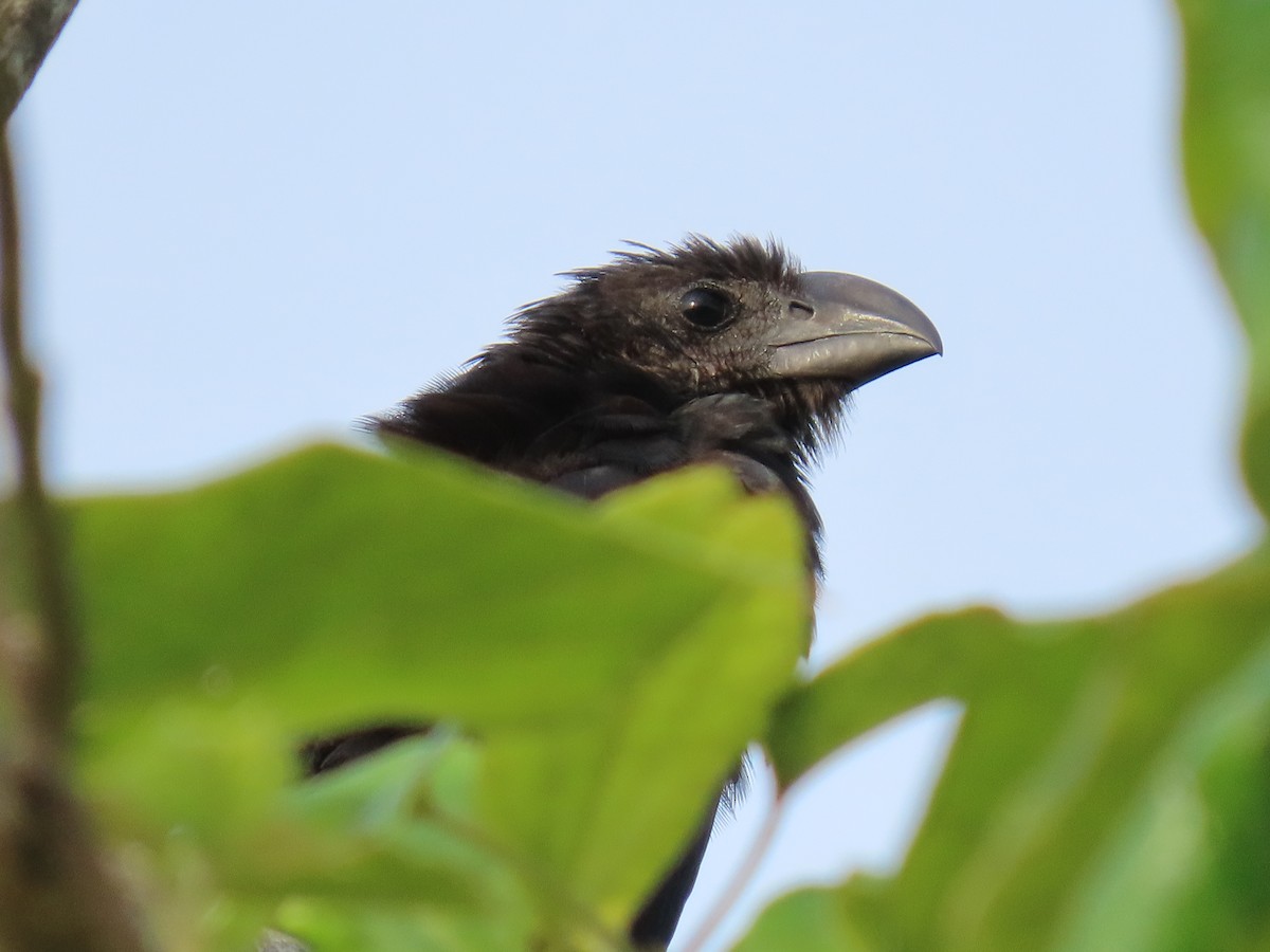 glattnebbani - ML644647818