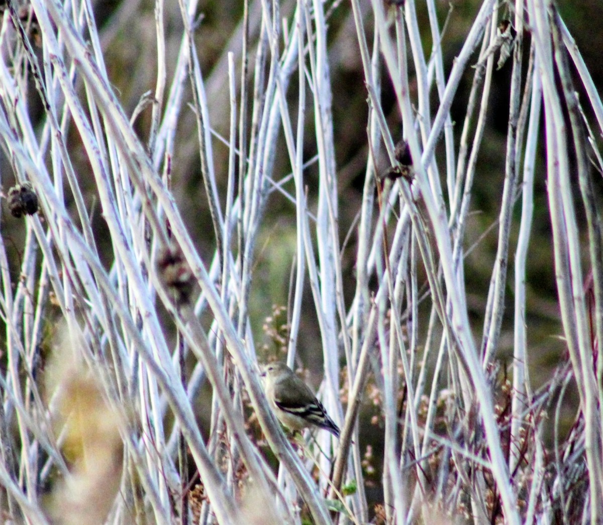 gulstillits - ML644647821