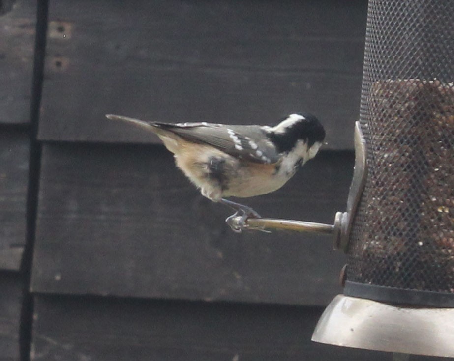 svartmeis - ML644647823