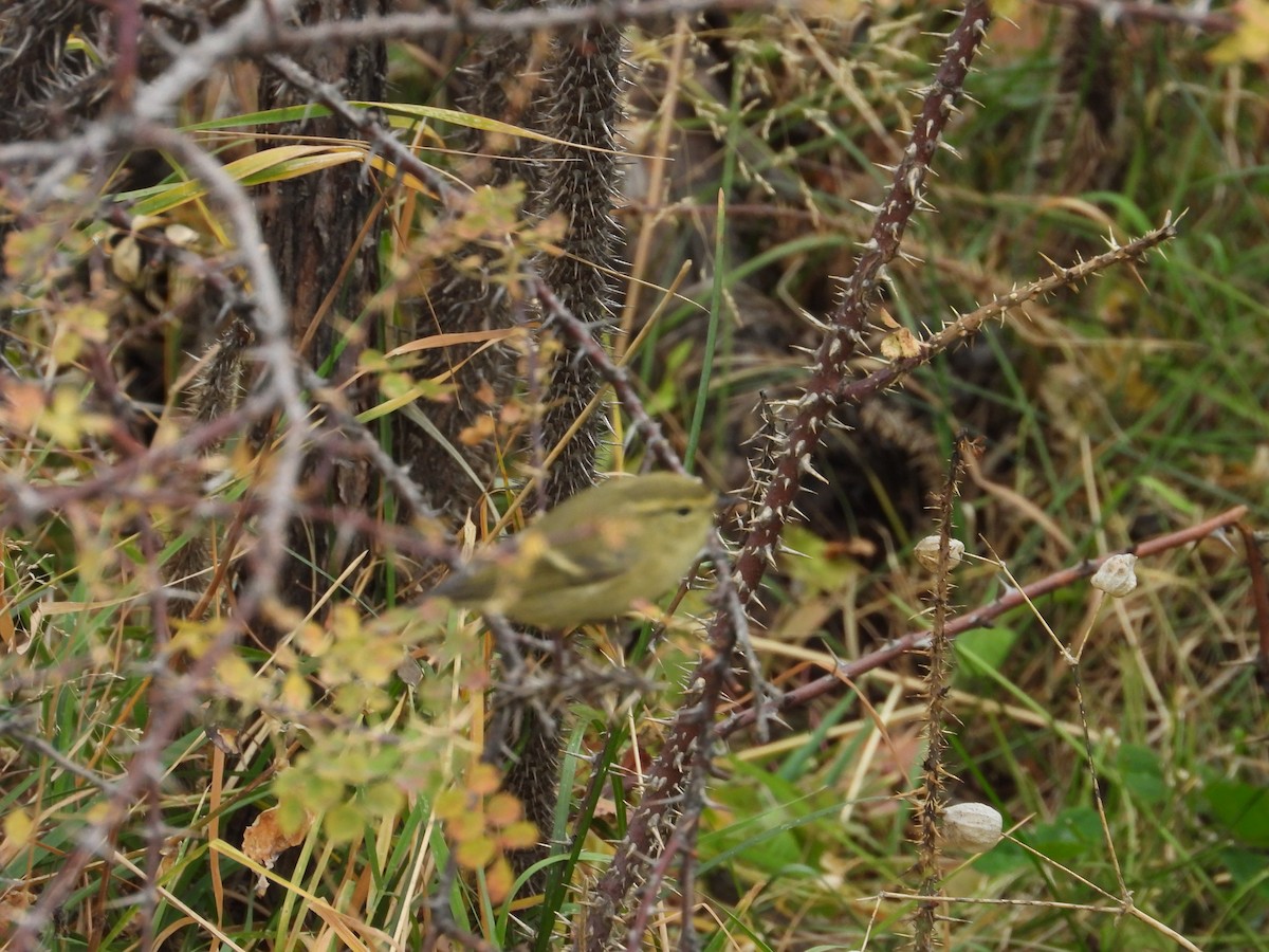 Brooks's Leaf Warbler - ML644647828