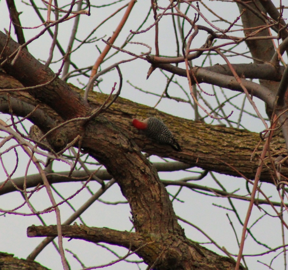 Pic à ventre roux - ML644647829