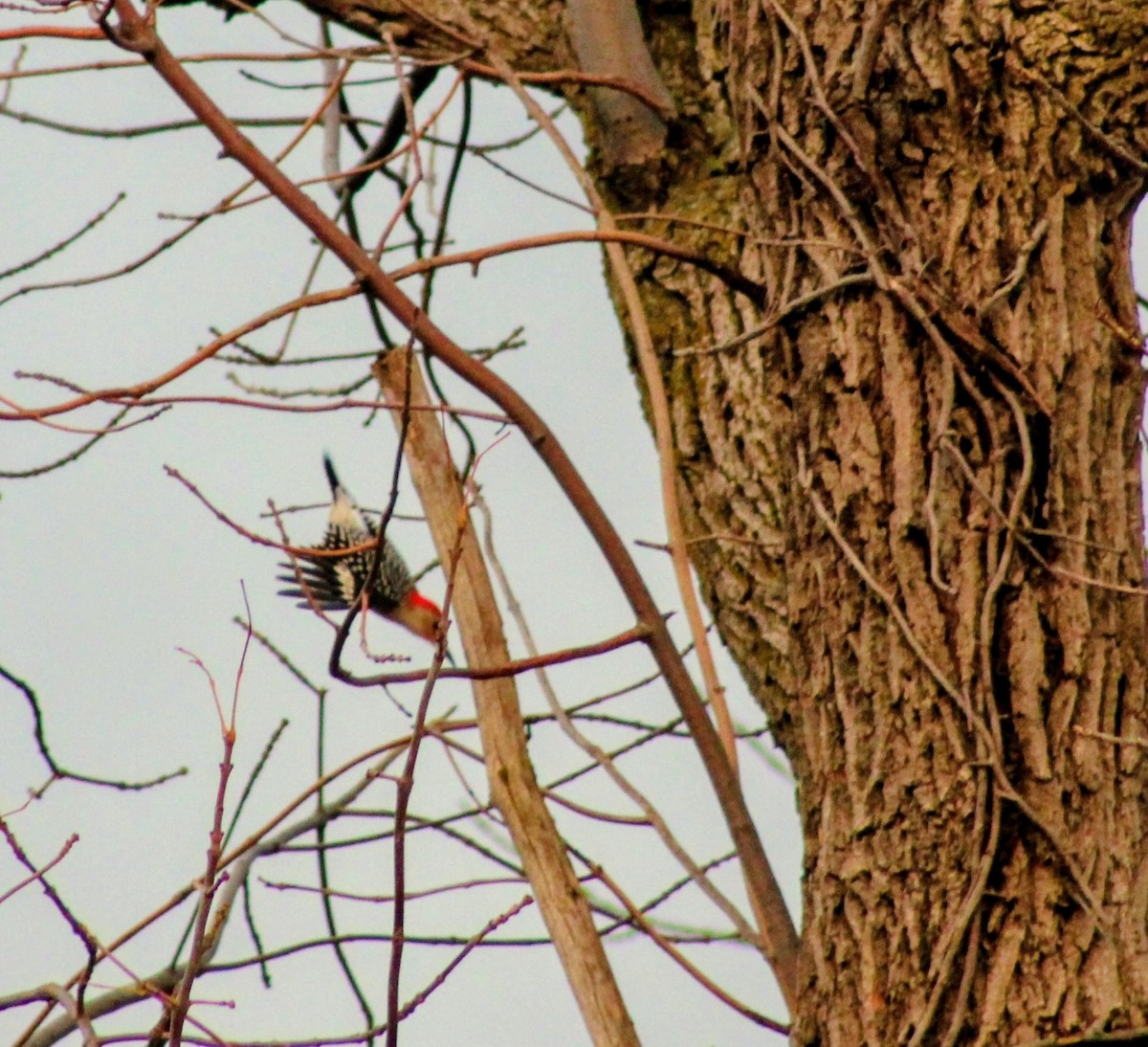 Pic à ventre roux - ML644647830