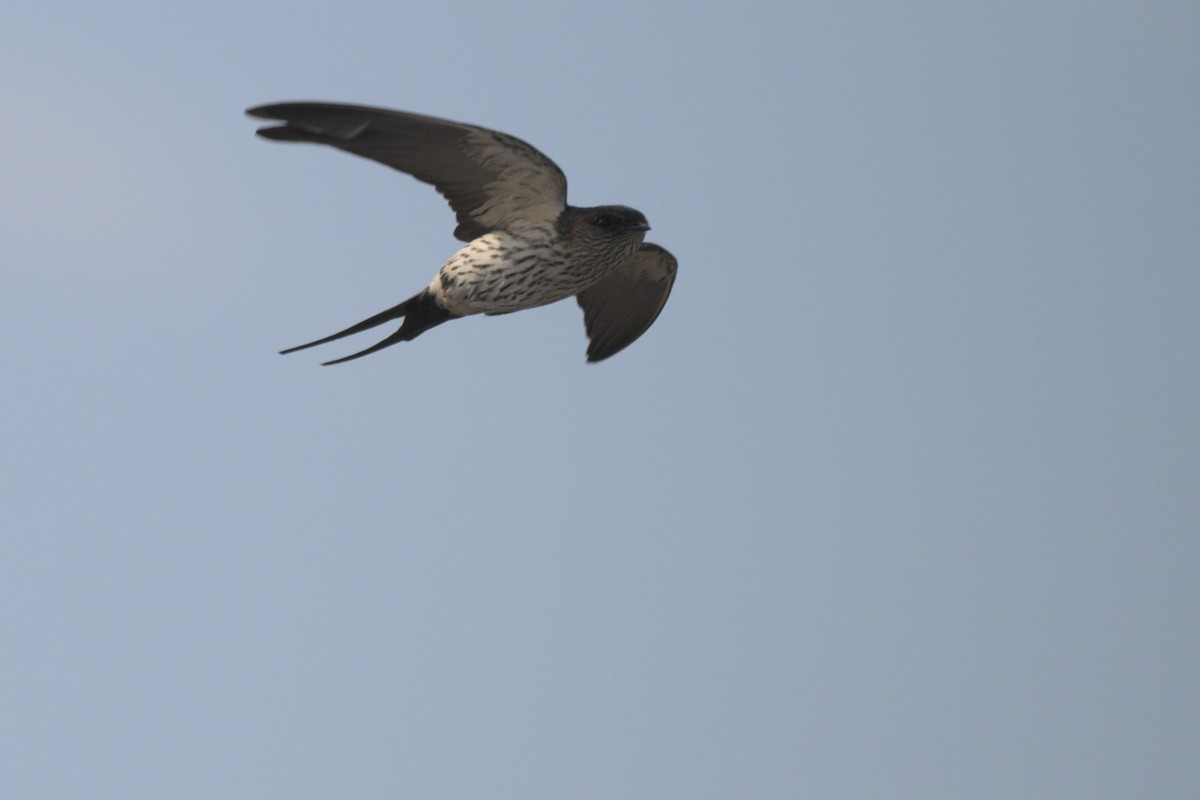 Eastern Red-rumped Swallow (Striated) - ML644647832