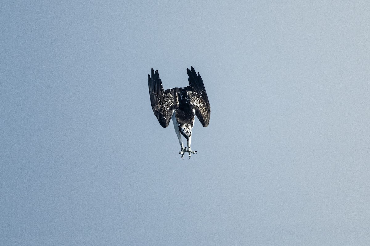 Osprey - ML644647833