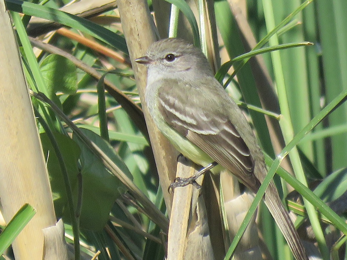 Southern Scrub-Flycatcher - ML644647841