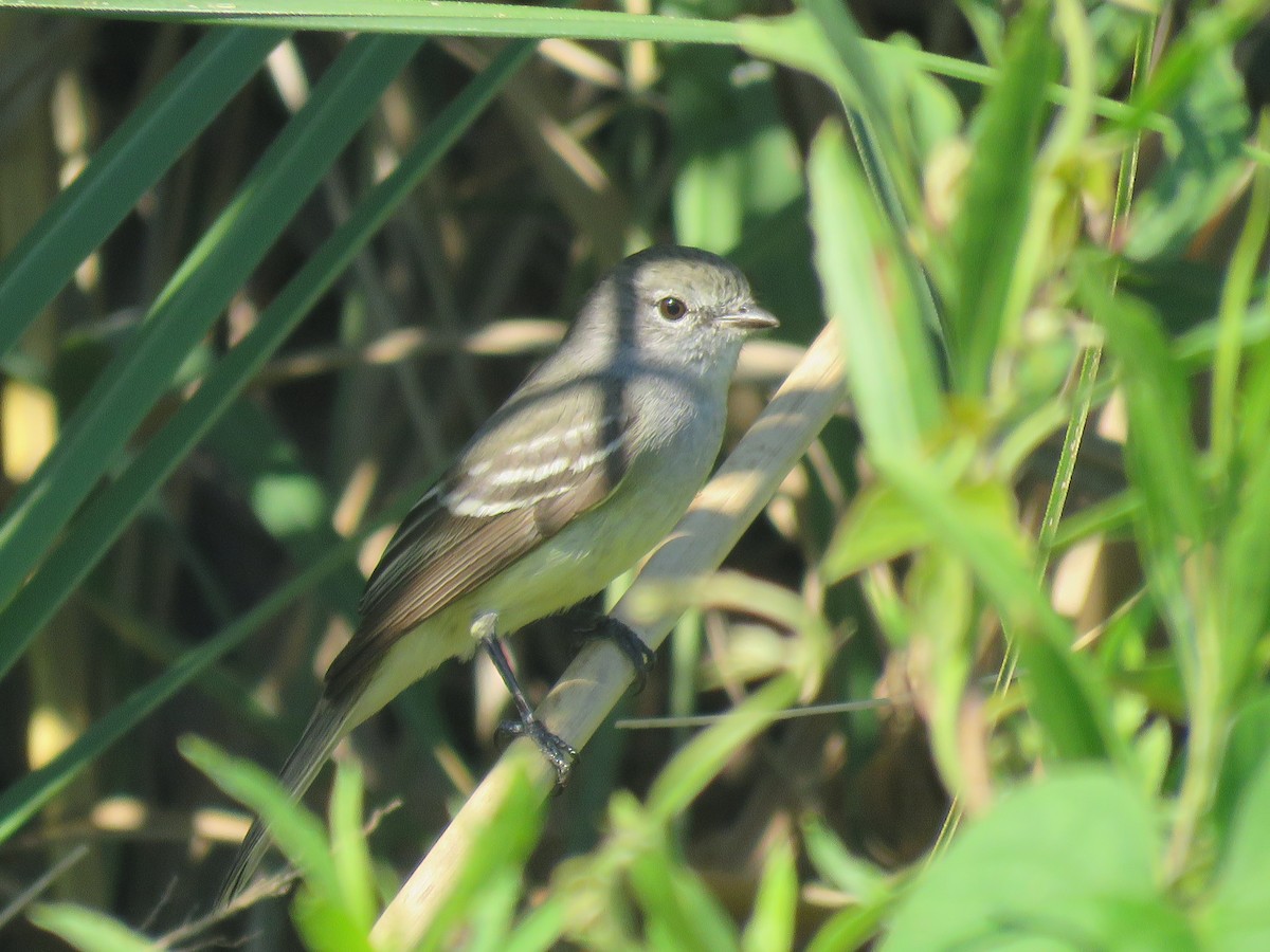 Southern Scrub-Flycatcher - ML644647842