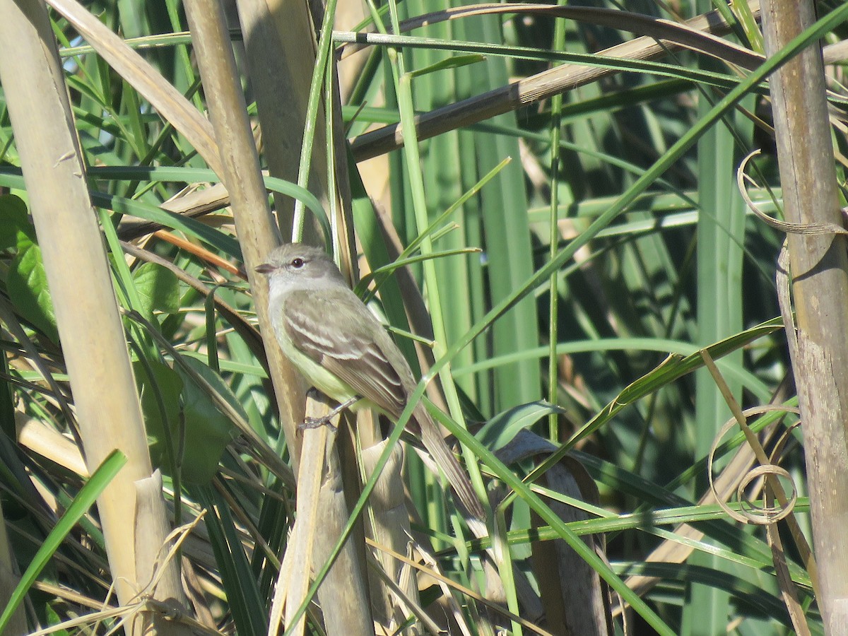 Southern Scrub-Flycatcher - ML644647843