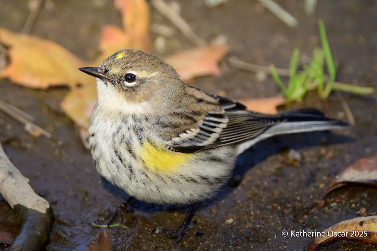 Yellow-rumped Warbler - ML644647847