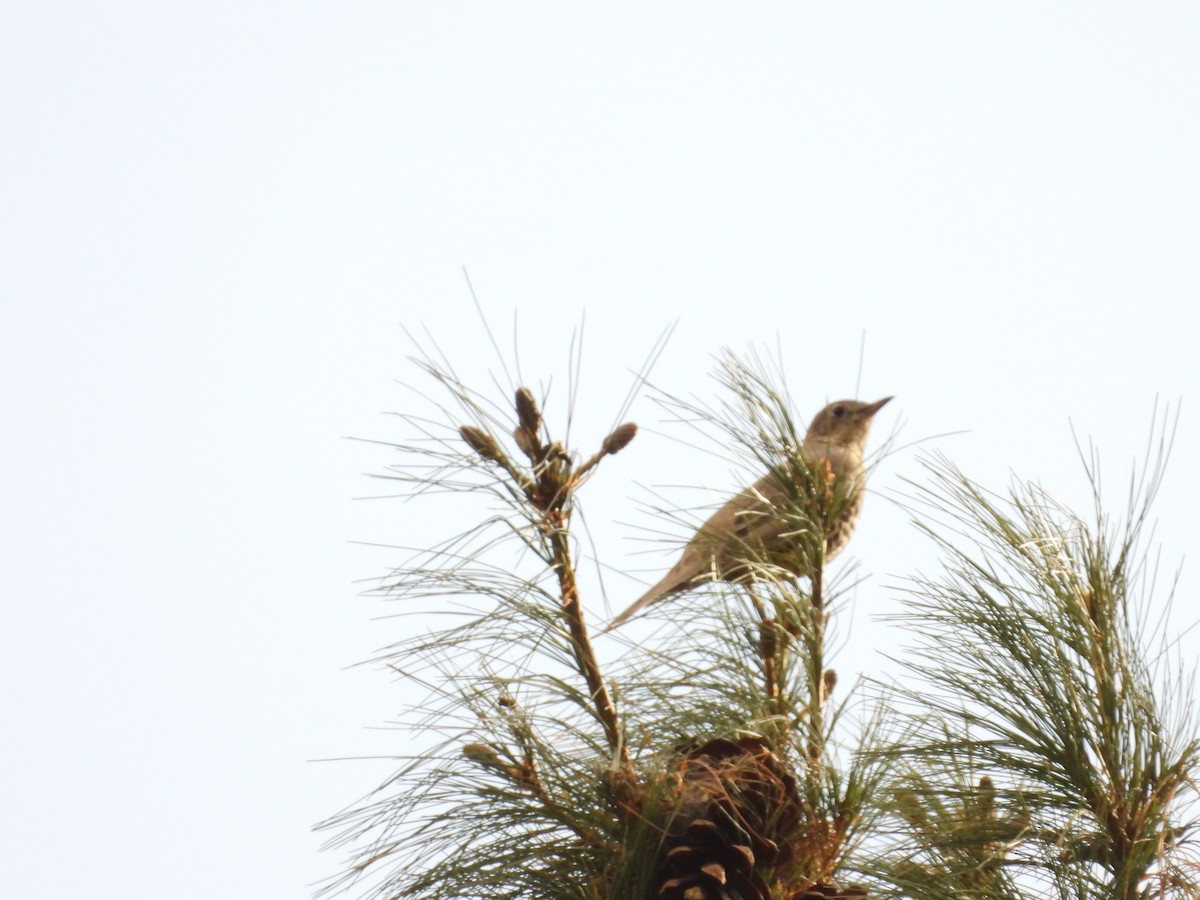 Mistle Thrush - ML644647852