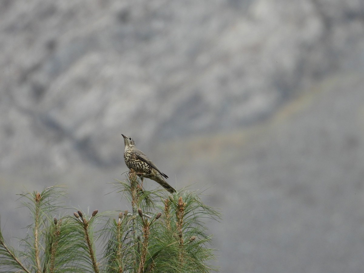 Mistle Thrush - ML644647853