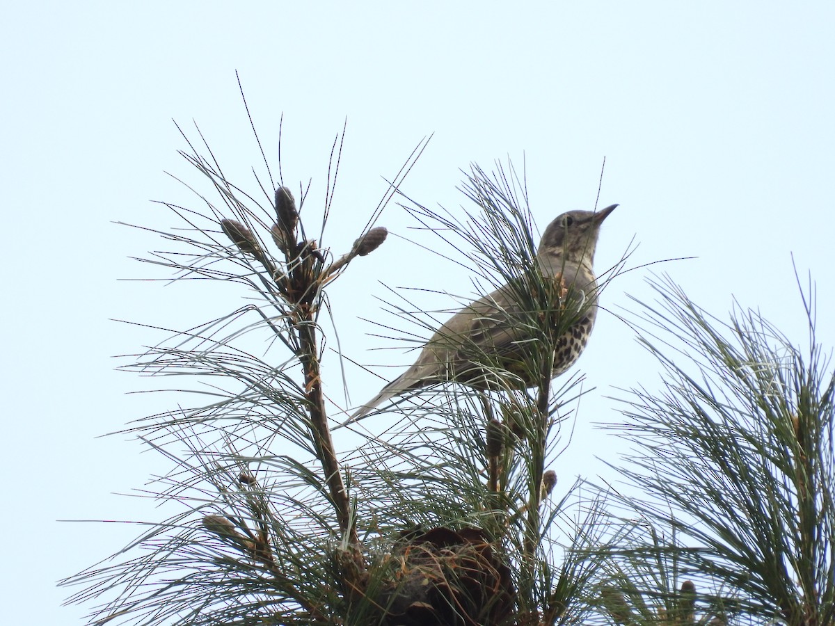 Mistle Thrush - ML644647855
