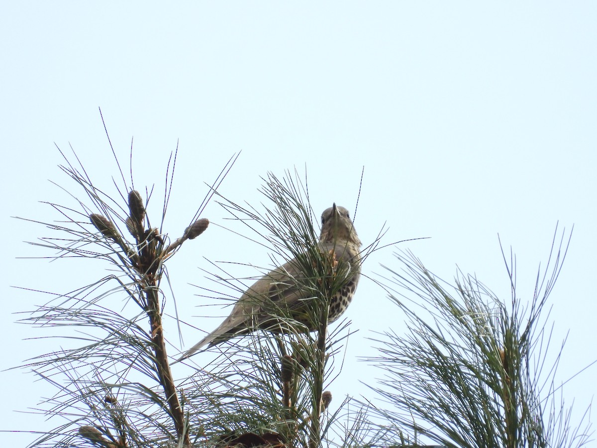 Mistle Thrush - ML644647859