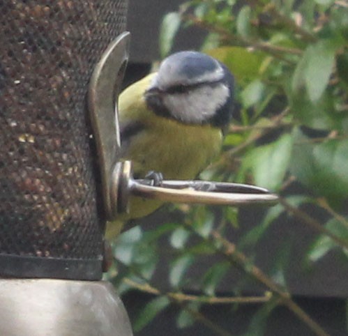 Eurasian Blue Tit - ML644647860
