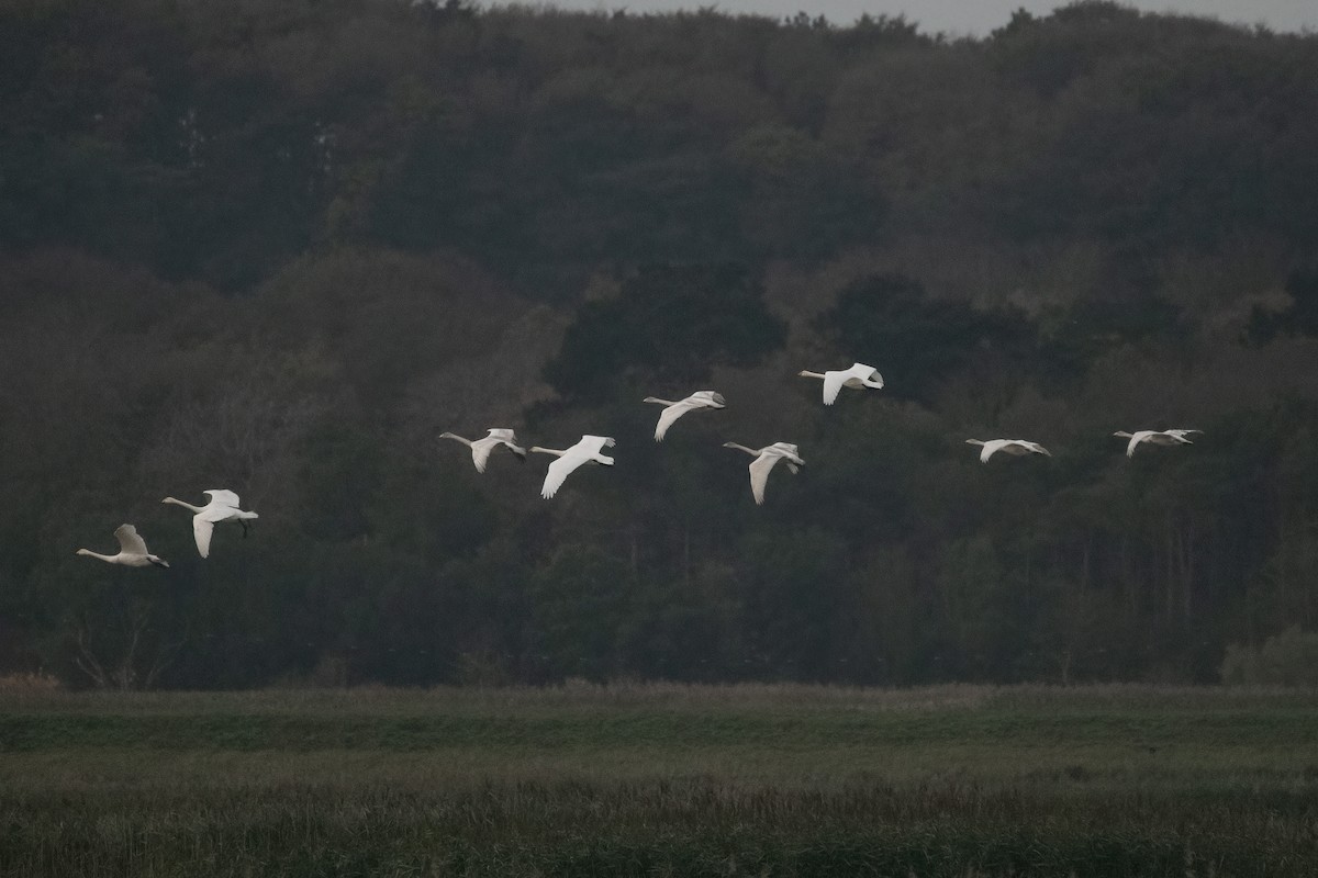 ברבור שר - ML644647861