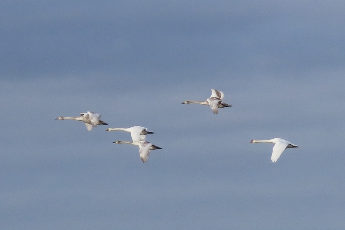 疣鼻天鵝 - ML644647862