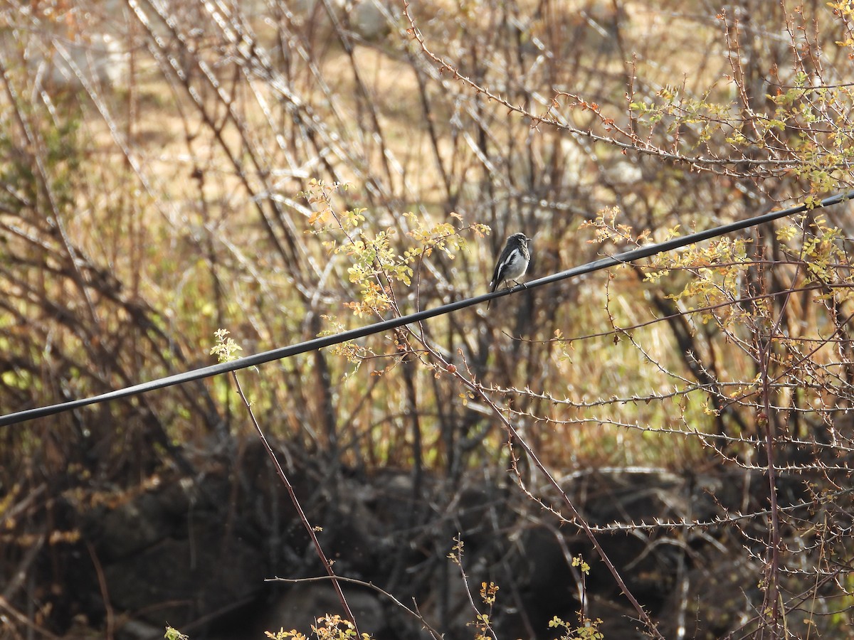 Blue-capped Redstart - ML644647868
